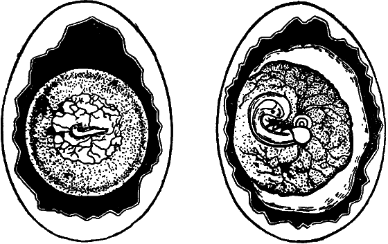 Гомункулус i_181.png