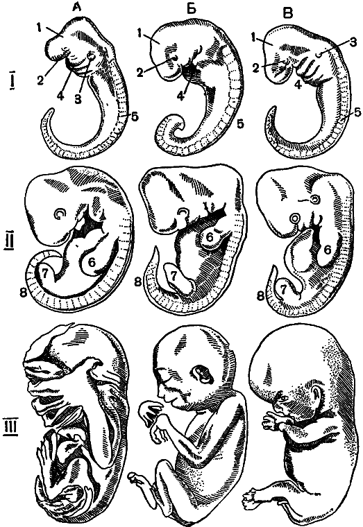 Гомункулус i_182.png