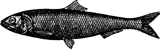 Гомункулус i_184.png