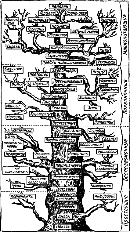Гомункулус i_191.png