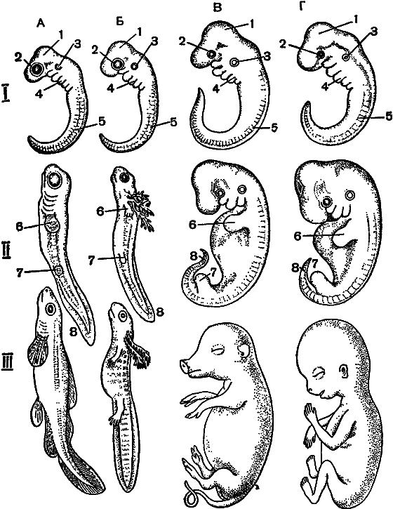 Гомункулус i_194.png