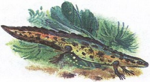 Великан на поляне или первые уроки экологической этики _62.jpg