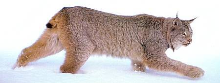 Хищники наших лесов _03.jpg