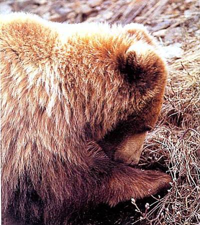 Хищники наших лесов _07.jpg