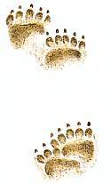 Хищники наших лесов _17.jpg