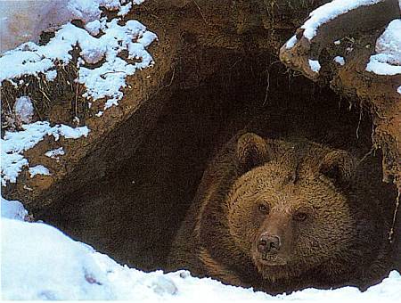 Хищники наших лесов _21.jpg