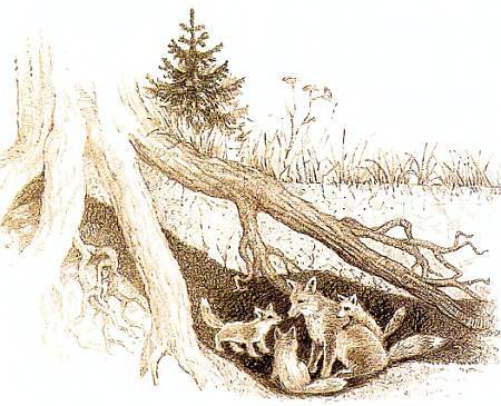 Хищники наших лесов _44.jpg