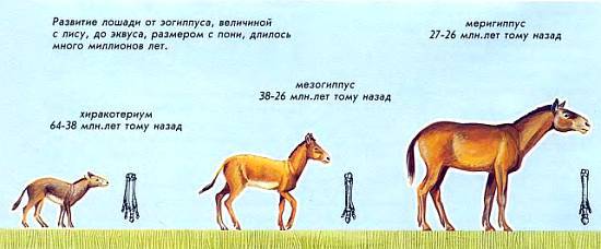 Лошади _04.jpg