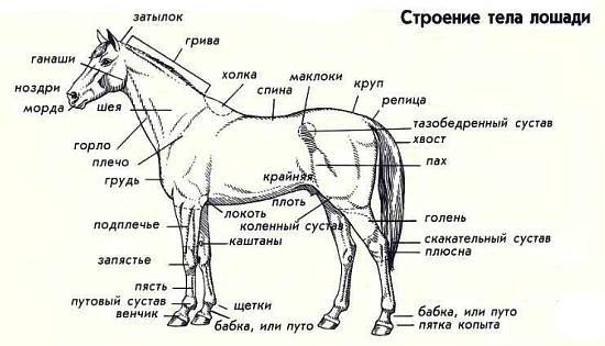 Лошади _60.jpg_0