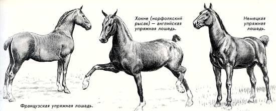 Лошади _24.jpg