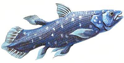 Рыбы _53.jpg