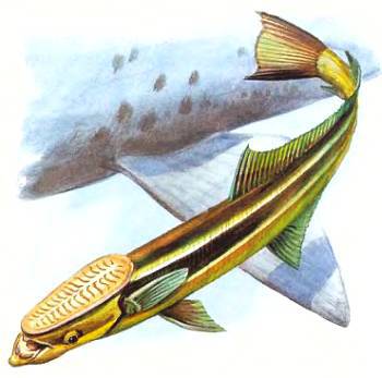 Рыбы _54.jpg