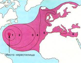 Рыбы _59.jpg
