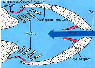 Рыбы _13.jpg