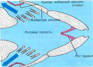Рыбы _14.jpg