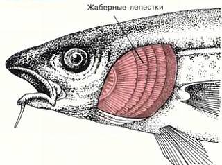 Рыбы _15.jpg