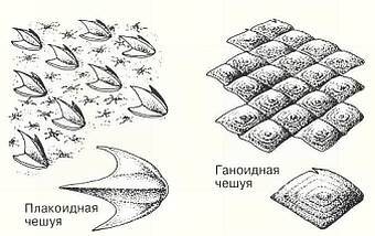 Рыбы _19.jpg