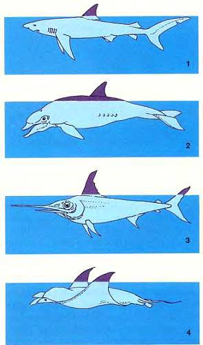 Рыбы _35.jpg