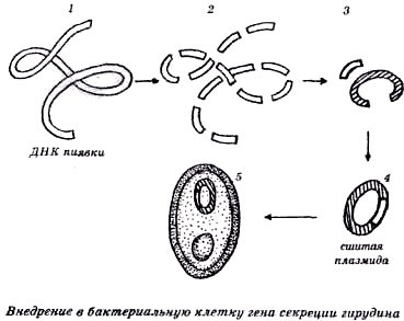 Секреты гирудотерапии i_024.jpg