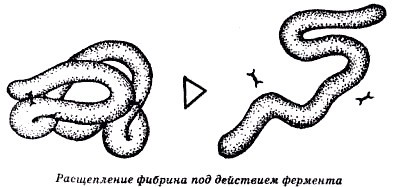Секреты гирудотерапии i_031.jpg
