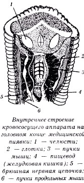 Секреты гирудотерапии i_034.jpg
