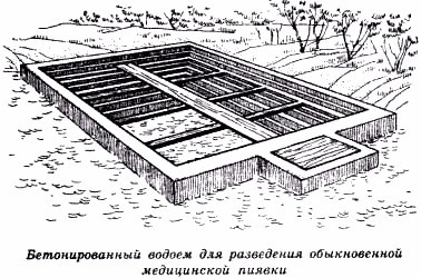 Секреты гирудотерапии i_037.jpg