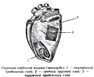 Секреты гирудотерапии i_045.jpg