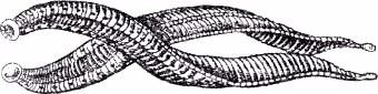Секреты гирудотерапии i_014.jpg