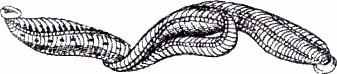 Секреты гирудотерапии i_015.jpg