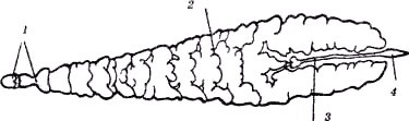 Секреты гирудотерапии i_016.jpg