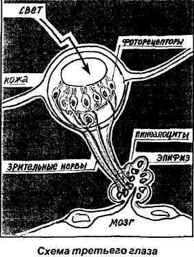 Тайная родословная человека. Загадка превращения людей в животных i_018.jpg