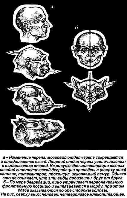 Тайная родословная человека. Загадка превращения людей в животных i_029.jpg