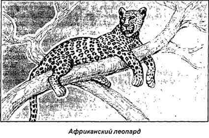 Тайная родословная человека. Загадка превращения людей в животных i_050.jpg