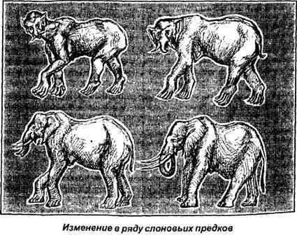 Тайная родословная человека. Загадка превращения людей в животных i_056.jpg