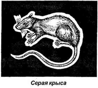 Тайная родословная человека. Загадка превращения людей в животных i_080.jpg