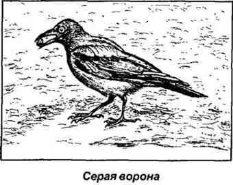 Тайная родословная человека. Загадка превращения людей в животных i_081.jpg