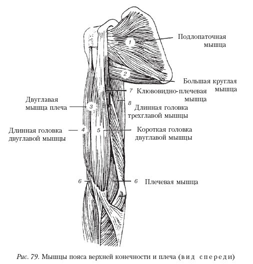 Самоучитель массажа. _79.jpg