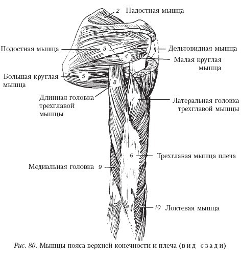 Самоучитель массажа. _80.jpg