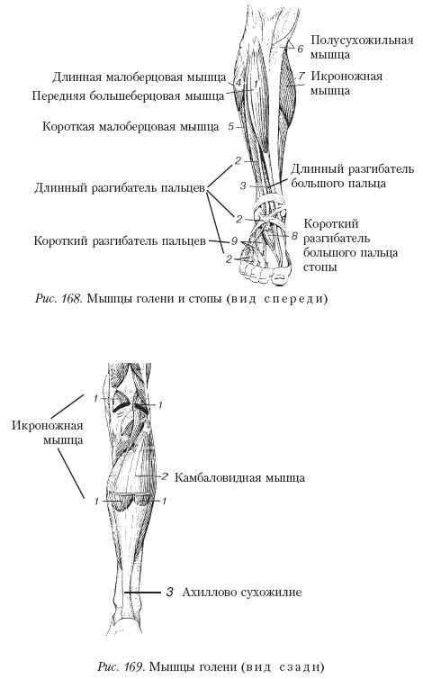 Самоучитель массажа. _169.jpg