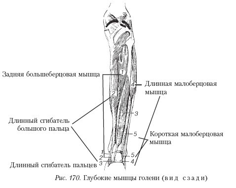 Самоучитель массажа. _170.jpg