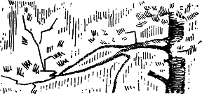 Рассказы о старшем лесничем img_5.png