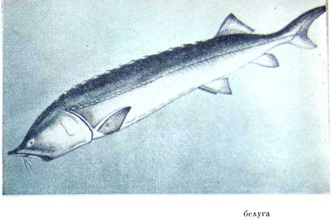 Рыбаки (очерки) i_006.jpg
