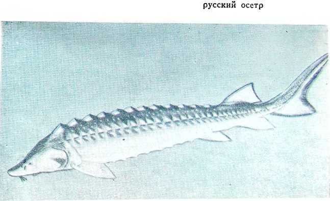 Рыбаки (очерки) i_007.jpg