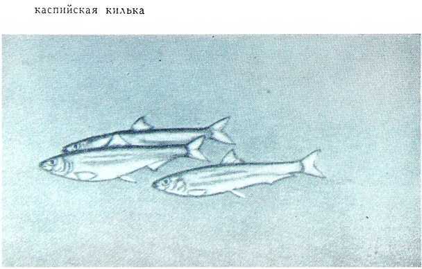 Рыбаки (очерки) i_013.jpg