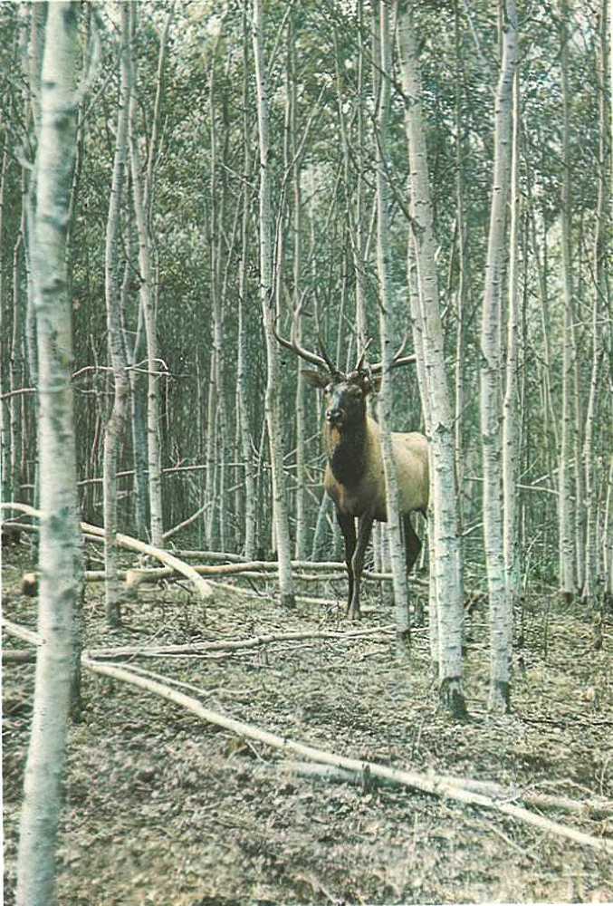 Дикое животное и человек i_060.jpg