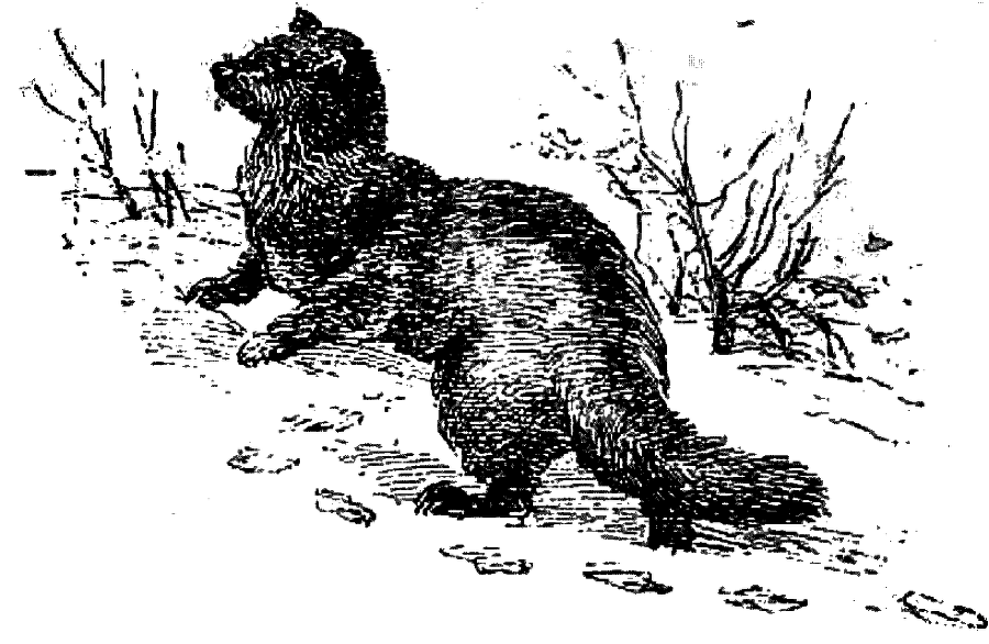 Таежные встречи i_022.png