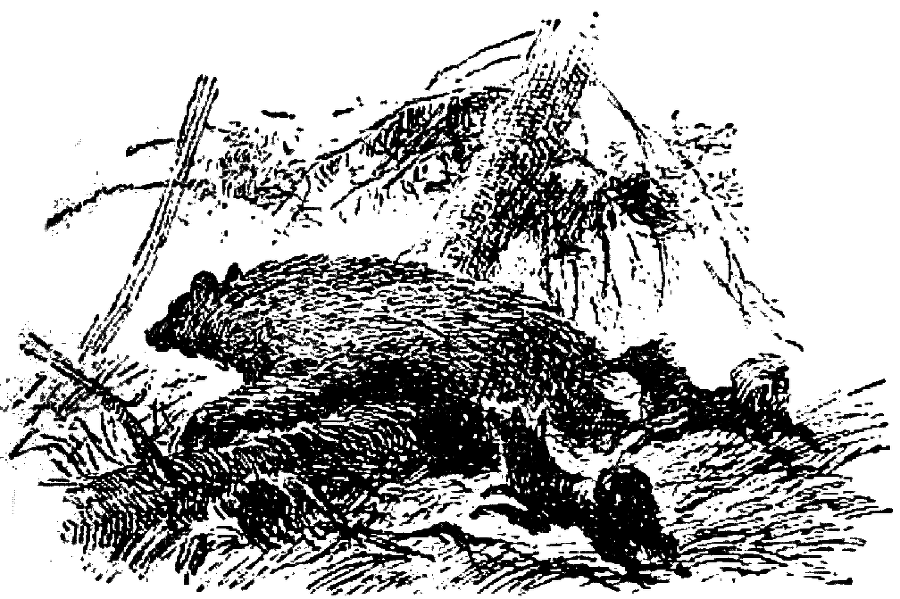 Таежные встречи i_028.png