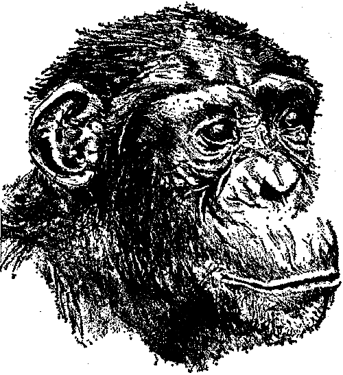Шимпанзе горы Ассерик i_005.png