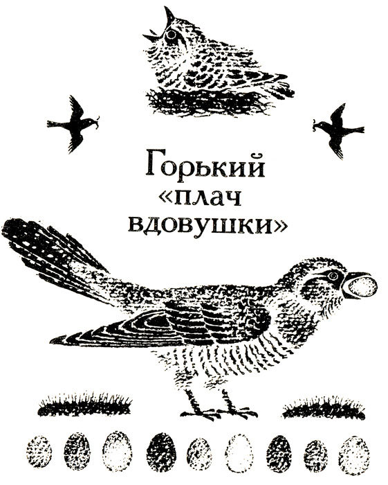 Тринадцать черных кошек _45.jpg