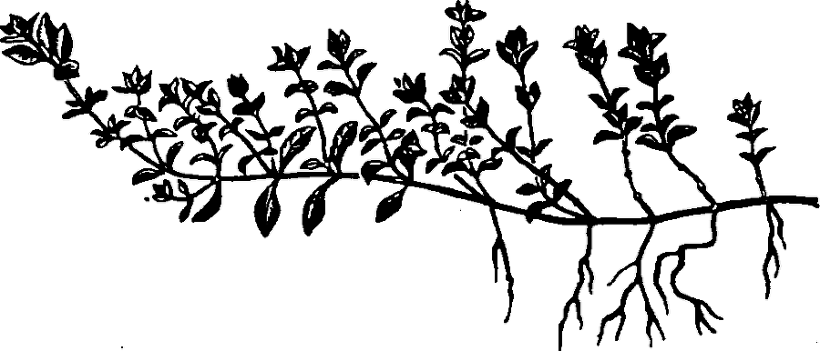 Большая энциклопедия кулинарного искусства. Все рецепты В.В. Похлёбкина img_33.png